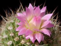 Thumbnail of 1534_Neoporteria coimasensis (La Coimas)_20160426_02(1).JPG